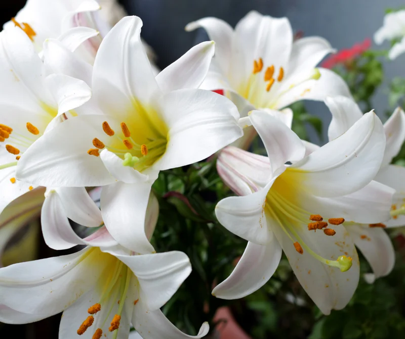 お花 (9)